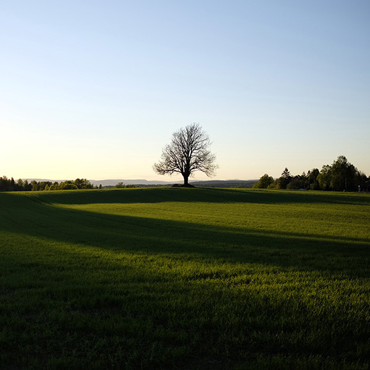 The silhouette of a tree during sundown.